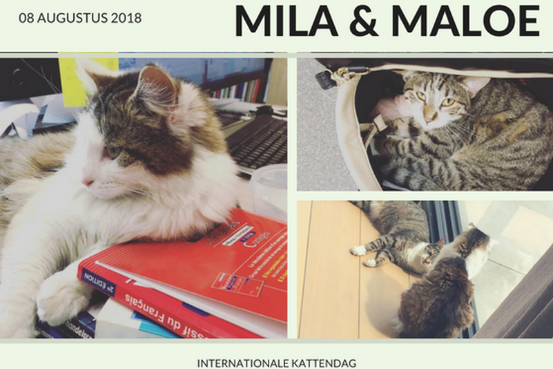 kattendag