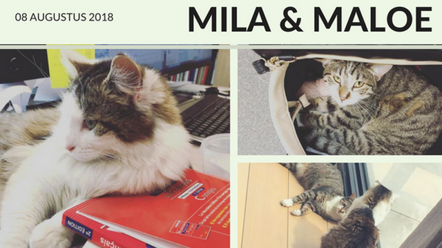 kattendag